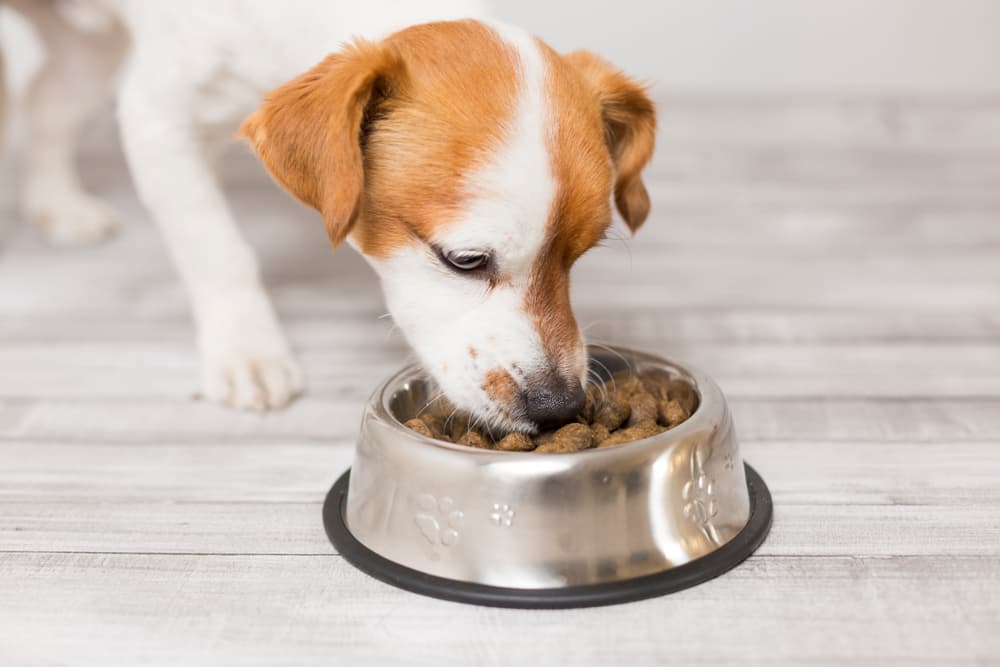A Taste of Sydney: Exploring the Variety of Dog Food Delivery Options