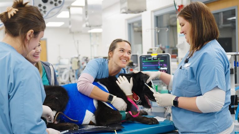 Paws and Reflect: Enhancing Lifestyle and Career with Dogs and Veterinary Care Education